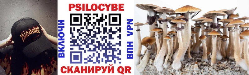 закладки Реутов Галлюциногенные грибы Psilocybe