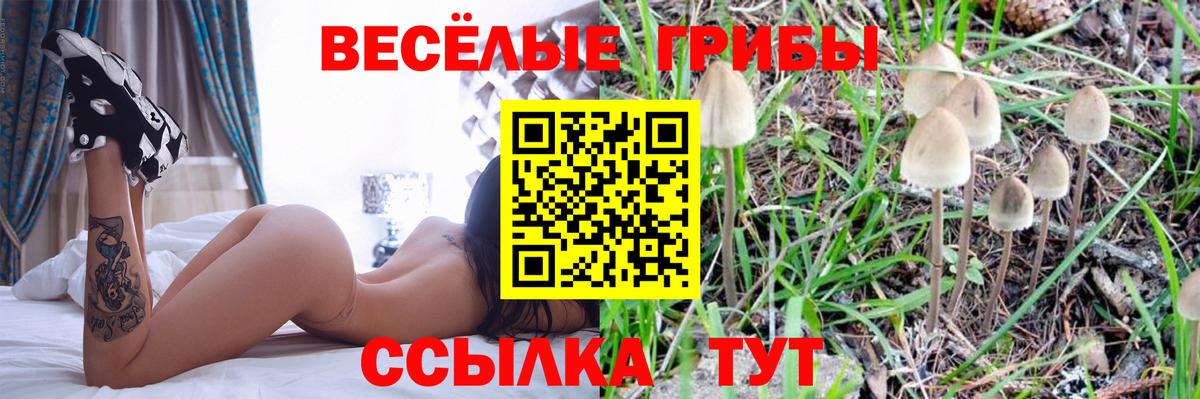 Галлюциногенные грибы Cubensis Реутов